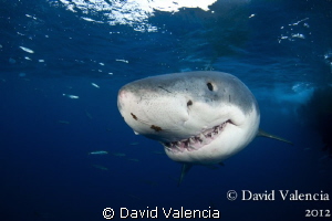 A dark day at Guadalupe. This shark got very close... by David Valencia 